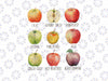 Fall Apple Picking Apple Orchard Boho Farm Fesh Png, Apple Varieties Design Png, Digital Download